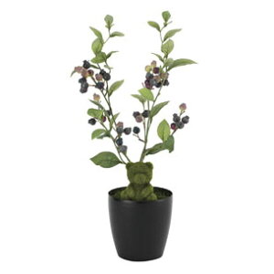 ブルーベリー 鉢植えの人気商品 通販 価格比較 価格 Com ブルーベリー 鉢植えの人気商品 通販 価格比較 価格 Com