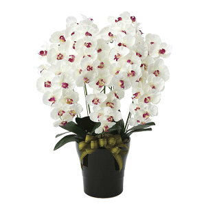 胡蝶蘭 光触媒 観葉植物 フラワー コチョウラン ホワイト 白 造花 枯れない 抗菌 消臭 蘭 ラン 花 フェイクフラワー 敬老の日 プレミアム胡蝶蘭5本立W/AB 母の日 ホルムアルデヒド分解 アレン