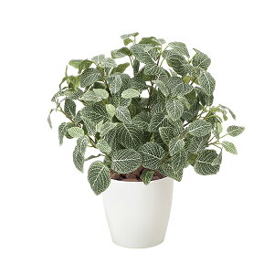 lHϗtA G} ~jO[ ϗtA ~j CeA lHA tFCN 48cm O[ tBbgjA