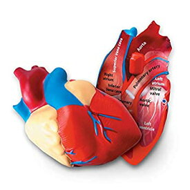 【中古】【輸入品・未使用】ラーニング リソーシズ(Learning Resources) 理科教材 断面模型 心臓 LER1902 正規品