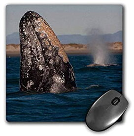 【中古】【輸入品・未使用】3dRose Mouse Pad Gray Whale Spyhopping in San Ignacio Lagoon Baja California Mexico 8 x 8' (mp_258500_1) [並行輸入品]