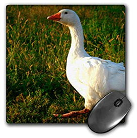 【中古】【輸入品・未使用】3dRose Mouse Pad White Goose - 8 by 8-Inches (mp_296175_1) [並行輸入品]