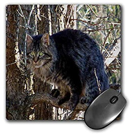 【中古】【輸入品・未使用】3dRose Mouse Pad Cat in A Tree Oil Painting - 8 by 8-Inches (mp_14759_1) [並行輸入品]