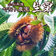 《 栗 熟成 生栗 2L ～ 3L 1キロ 大粒 》 お取り寄せ 送料無料 熟成 栗 【 山梨 の 生栗 】くり 産地直送…