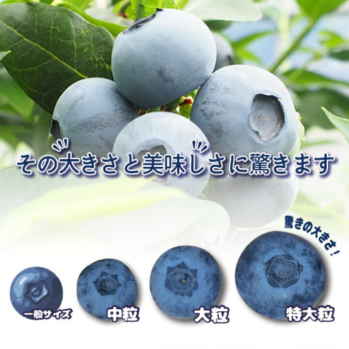 楽天市場】早期予約《 高級 特大粒 送料無料 》【 完熟 甘い 生 