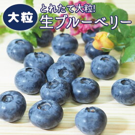 《 高級 大粒 送料無料 》【 完熟 甘い 生ブルーベリー 無添加 品種MIX約480g（1箱4P入）】 国産 千葉県産 《数量限定 クール便》 贈り物 贈答品 ギフト 産地直送 詰め合わせ フルーツ 果物 青果 有機 養液栽培 blueberry オーガニック ブルーマジック 大粒