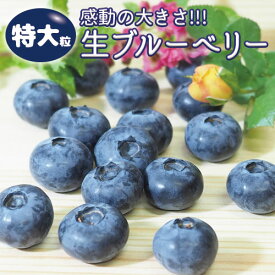 《 高級 特大粒 送料無料 》【 完熟 甘い 生ブルーベリー 無添加 品種MIX約480g（1箱4P入）】 国産 千葉県産 《数量限定 クール便》 贈り物 贈答品 ギフト 産地直送 詰め合わせ フルーツ 果物 青果 有機 養液栽培 blueberry オーガニック ブルーマジック 特大