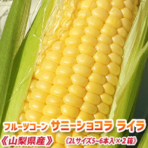 yߘa8N\񕪁zs Ƃ낱  (10`12{) ty ̂ Ƃ낱 Tj[VR Ci2LTCY5`6{×2Zbgj z2 gERV XC[gR[