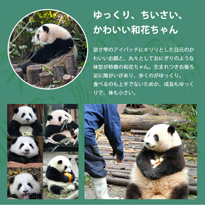 楽天市場】パンダ ブラックパンダ かわいい ぬいぐるみ リアル 