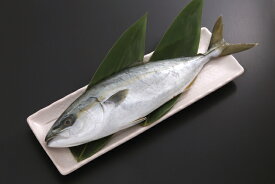 北海道釧路町昆布森天然　ブリの出世魚イナダの半身真空冷凍/定置物　4枚（2匹分）内蔵抜き　ポイントは船上活〆