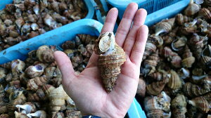 楽天市場 ツブ貝の産地釧路から 灯台ツブ 3キロ ツブ焼き お刺身用 螺 ボイル急速冷凍 調理簡単 北の海の森 昆布森 アツマル水産 楽天市場 ツブ貝の産地釧路から 灯台ツブ 3キロ ツブ焼き お刺身用 螺 ボイル急速冷凍 調理簡単 北の海の森 昆布森 アツマル水産