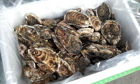 訳あり規格外(サイズ混合)牡蠣8kg/北海道/知内町/生牡蠣/殻付き/生食/旨い牡蠣