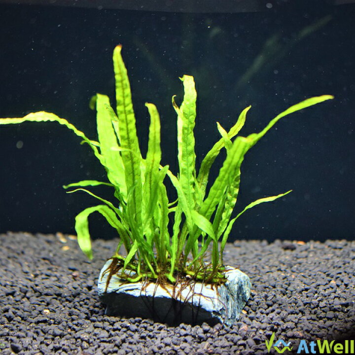 楽天市場 無農薬 水草 ミクロソリウムナローリーフ玄武岩付き アットウェル 楽天市場店