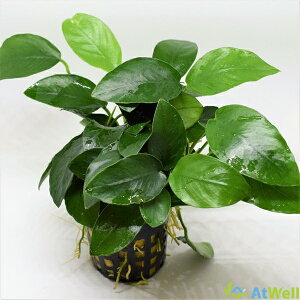 yAtWellz AkrAX oe[ ii POT