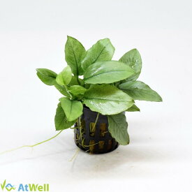 【AtWell】アヌビアスspジェイド(水上葉) POT入り