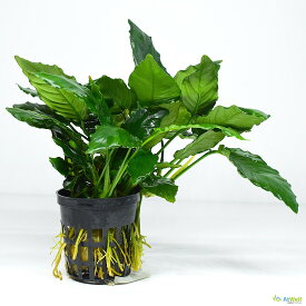 【AtWell】水草（水上葉） アヌビアス バルテリー ナナ キングコング POT入り