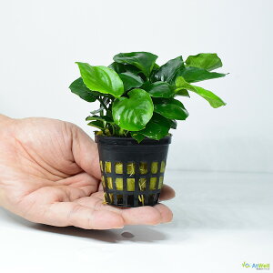 yAtWellzitj AkrAX oe[ ii RC[t POT