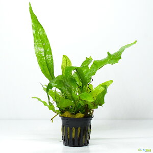 yAtWellz(GrS _򐅑) ~N\E vevXPOT