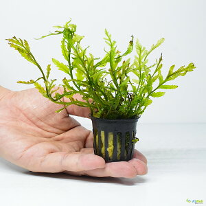 yAtWellz(GrS _򐅑@t) {reBXEqfbeB POT