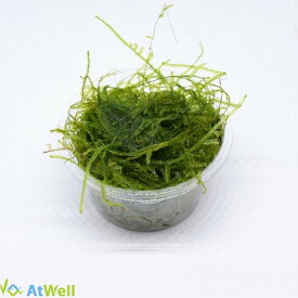 【AtWell】ウィローモスカップ（約10g）無農薬