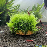 【AtWell】水草 ウィローモスドーム縦横約6cm【無農薬】