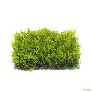 yAtWellz(GrS _򐅑) v~AO[X}bg(4.0cm×7.5cm)