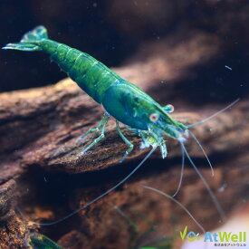 【AtWell】グリーンジェイドシュリンプ 10匹(+1匹補償サービス付)
