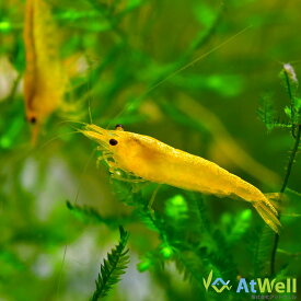 【AtWell】イエローチェリーシュリンプ 5匹