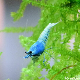 【AtWell】ターコイズシャドーシュリンプ 5匹