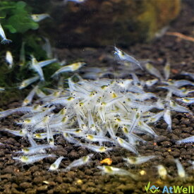 【AtWell】スノーホワイトチェリーシュリンプ 5匹