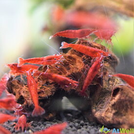【AtWell】ブラッディマリーシュリンプ 5匹