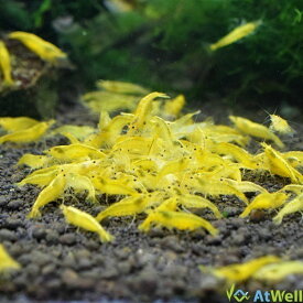 楽天市場 黄色 イエロー エビ ザリガニ 熱帯魚 アクアリウム ペット ペットグッズの通販