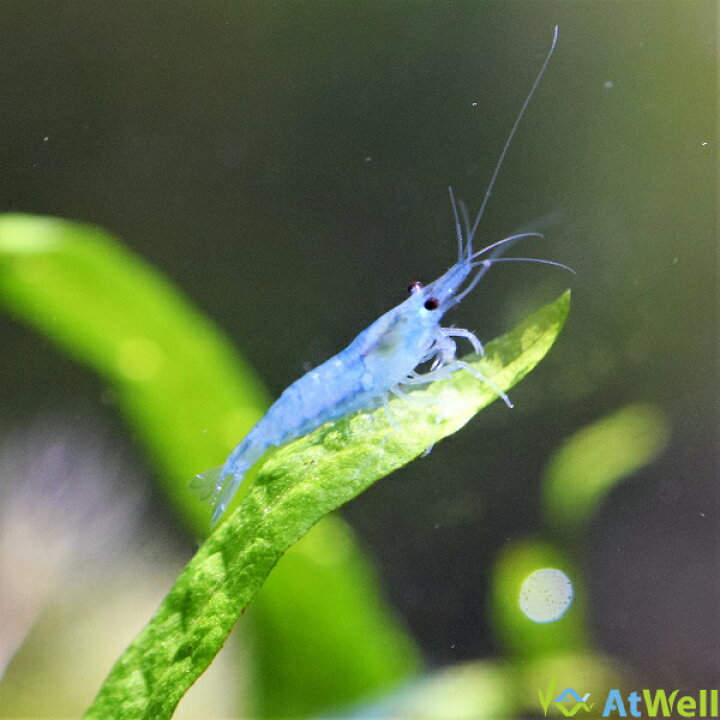 楽天市場 ブルーベルベットシュリンプ 5匹 アットウェル 楽天市場店