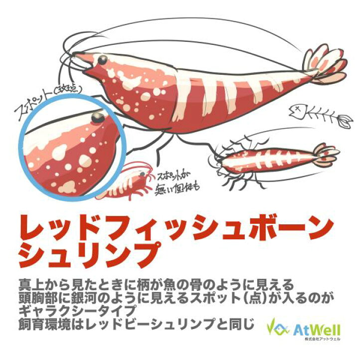 楽天市場】【AtWell】レッドフィッシュボーンシュリンプ ギャラクシー3 