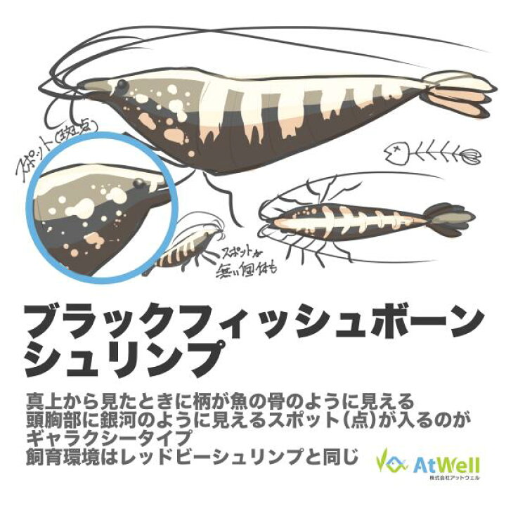 楽天市場】【AtWell】ブラックフィッシュボーンシュリンプギャラクシー 