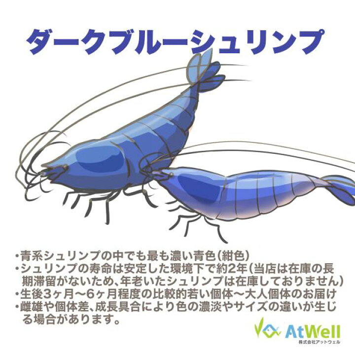 楽天市場】【AtWell】ダークブルーシュリンプ 20匹(+1匹補償サービス付 