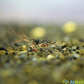 【AtWell】ホワイトオーキッドシュリンプ　5匹