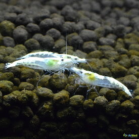 【AtWell】スノーストームシュリンプ 10匹(+1匹補償サービス付)