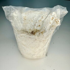 ニクウスバ産卵棒★直径は約直径11cm長さ14cm オオクワガタ等の産卵に最適!