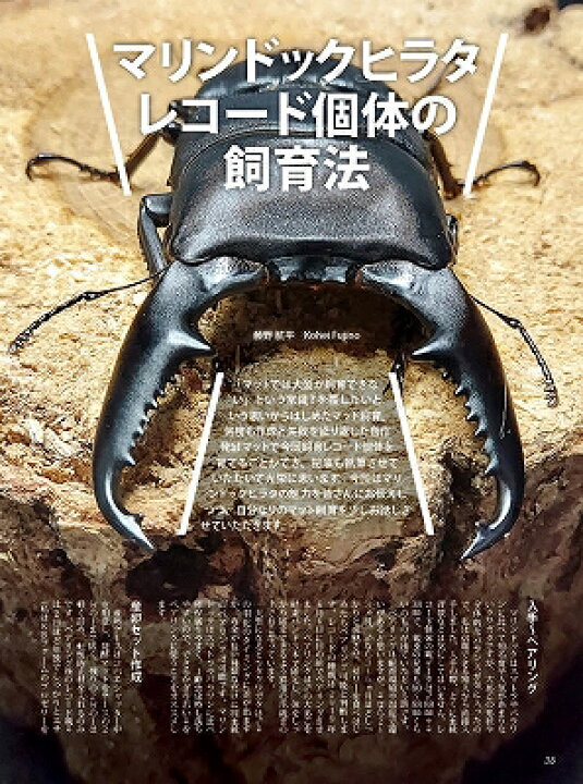 代引き不可！【絶版】ビークワ６８号 送料無料！むし社発行 - ドルビーインセクト 代引き不可!ビークワ94号 !