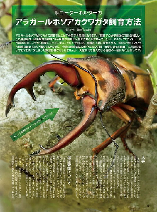 楽天市場】絶賛発売中!ポイント3倍!送料無料!代引き不可!ビークワ85号 BE-KUWA85号 : 株式会社171楽天市場店 楽天市場】絶賛発売中!ポイント3倍!送料無料!代引き不可!ビークワ85号 BE-KUWA85号 : 株式会社171楽天市場店