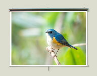 プロジェクタースクリーン80インチ　(16:9)ロールタイプ　スプリング巻き上げ式2.2倍明るいトップクラス…