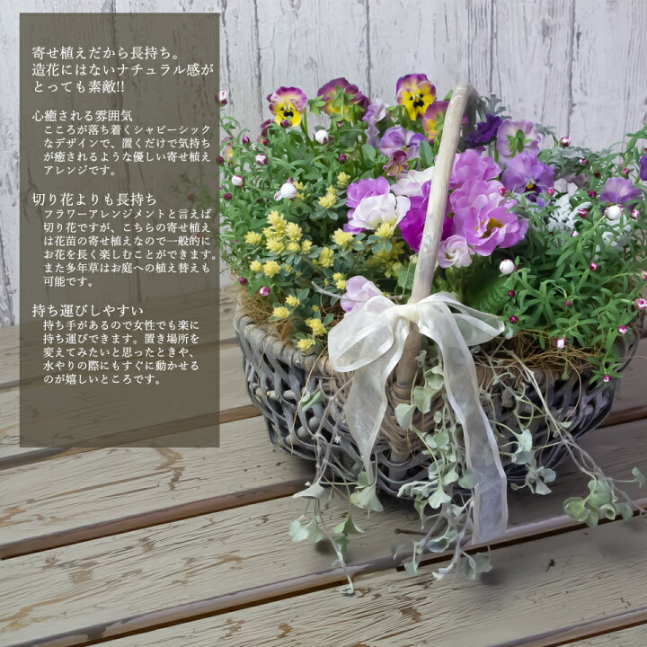 楽天市場 お花は旬の花をおまかせ 季節の花かご 寄せ植え 自宅用 ギフト プレゼント 花苗セット 済 シャビー フレンチシャビー シャビーシック おしゃれ インテリア 雑貨 送料無料 鉢花 寄せ鉢 寄せ苗 ８７ｎａｖｉ