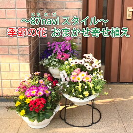 楽天市場 ボリューム感のある 季節の花 デザイナー 寄せ植え 87naviブランド お誕生日 プレゼント 自宅 玄関 ギフト 入門 初心者可 鉢花 鉢植え 花苗 ベランダ アレンジメント フラワー 喜ばれる 良苗セット お祝い 秋 冬 春 10月 11月 12月 贈答 年末年始 ８７ｎａｖｉ