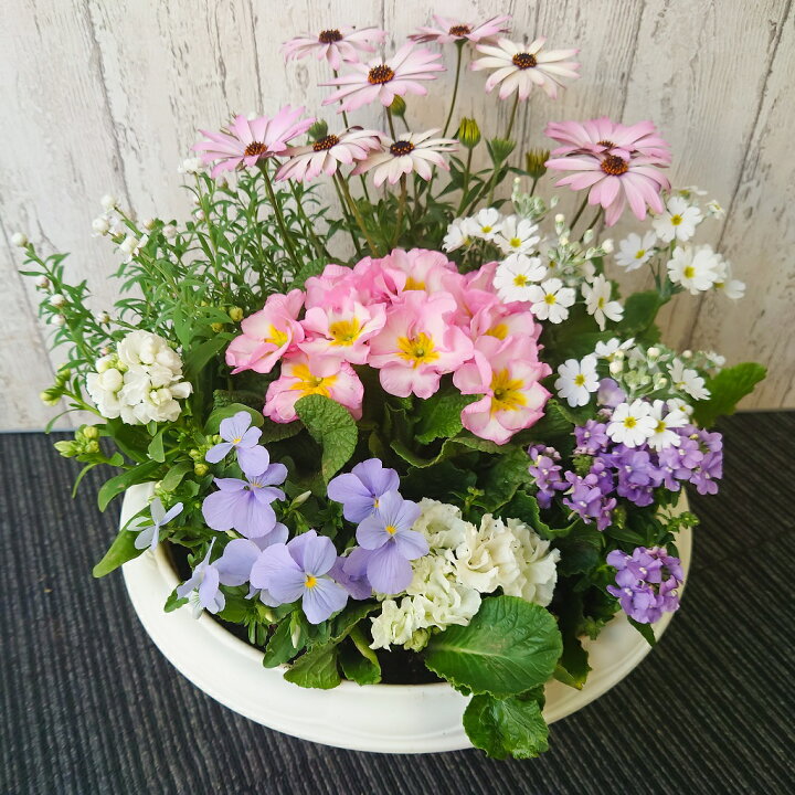 楽天市場 ボリューム感のある 季節の花 デザイナー 寄せ植え 87naviブランド お誕生日 プレゼント 自宅 玄関 ギフト 入門 初心者可 鉢花 鉢植え 花苗 ベランダ アレンジメント フラワー 喜ばれる 良苗セット お祝い 冬 春 3月 4月 贈答 ホワイトデー 卒業祝 母の日 楽天市場 ボリューム感のある 季節の花 デザイナー 寄せ植え 87naviブランド お誕生日 プレゼント 自宅 玄関 ギフト 入門 初心者可 鉢花 鉢植え 花苗 ベランダ アレンジメント フラワー 喜ばれる 良苗セット お祝い 冬 春 3月 4月 贈答 ホワイトデー 卒業祝 母の日
