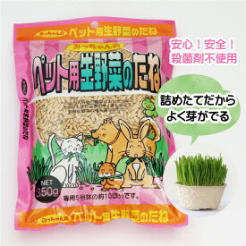 【在庫限り】【生産直売特価】【無農薬種子】【高発芽率種子】猫草の種・犬草の種 徳量350g【コンビニ受取対応商品】【ペットグラス 犬用 猫用 えん麦 エン麦 燕麦 草 種 ペットグッズ ペットフード キャットフード ドッグフード おやつ 毛玉ケア 食物繊維】