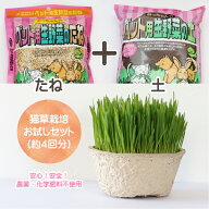 【送料無料】【良質な種】【厳選専用土】【詰めたて新鮮】猫草専用の「栽培用 良質な種とふわふわ土のセ…