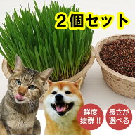猫草 2鉢セット【送料無料】 産直 超新鮮 毛玉ケア 鉢直径15.5cm 長さが選べる ネコ草 ねこ草「栽培済み …
