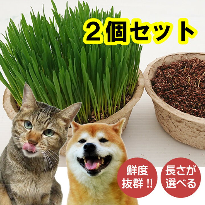 楽天市場 猫草 ２鉢セット 新鮮さ 毛玉ケア 環境エコ商品 鉢直径15 5cm 長さが選べる ネコ草 ねこ草 猫草 毛玉ケア 栽培済み ２鉢セット 年間70万食以上の安心な実績 犬草 猫草 コンビニ受取対応商品 キャットフード お手入れ用品 Sdgs 環境に優しい 抜け