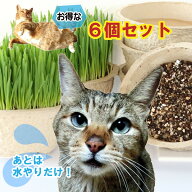 「猫草6鉢栽培セット」 新鮮さで高評価 後は水だけ ねこ草 ・ ネコ草 の 無農薬 決定版。犬 ウサギ ペッ…